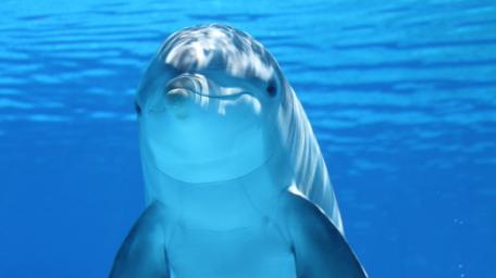 Joyful Dolphin in Blue Ocean Realm wallpaper