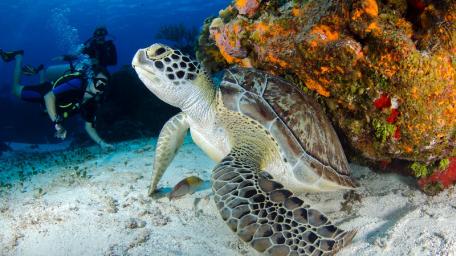 Majestic Sea Turtle Swimming Alongside Diver wallpaper