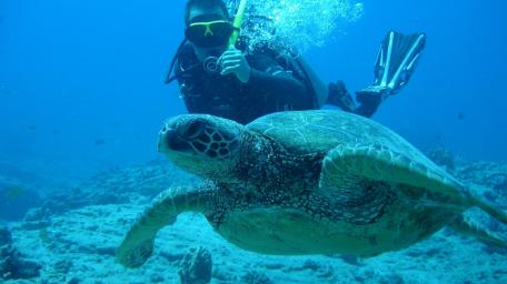 Underwater Adventure with a Turtle and Diver wallpaper