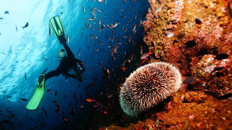 Underwater Adventure in Vibrant Blue Waters wallpaper