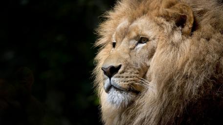 Majestic Lion in Serene Splendor wallpaper