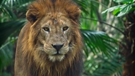 Majestic Lion in Lush Greenery wallpaper