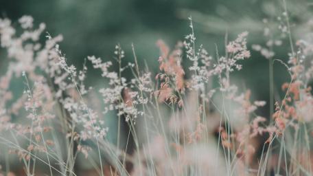 Delicate Blooms in Soft Focus wallpaper