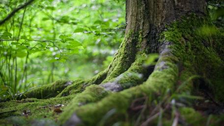 Moss-Covered Tree Trunk in Lush Forest Scene wallpaper