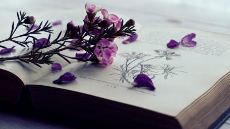 Tranquil Moments with Botanicals and Books wallpaper
