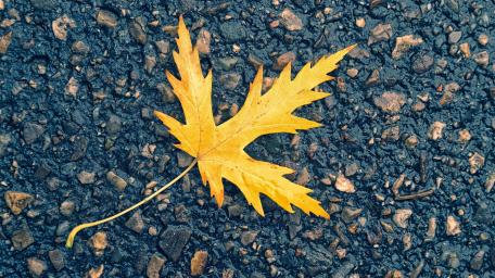 Golden Leaf on Pebbled Pathway wallpaper