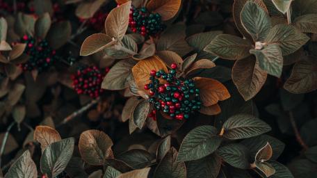 Berry-Laden Shrub in Lush Foliage wallpaper