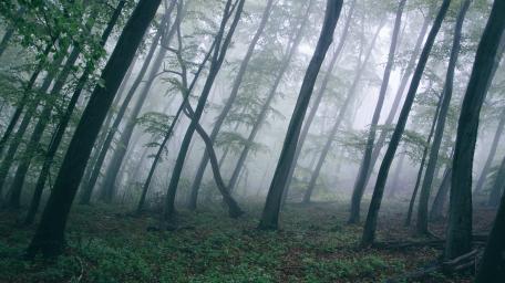 Misty Enchanted Forest Serenity wallpaper