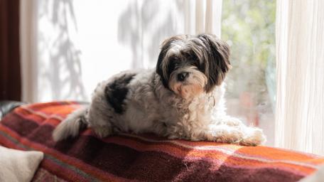 Charming Shih Tzu Relaxing by the Window wallpaper
