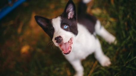 Adorable Border Collie Puppy Playing in Nature wallpaper