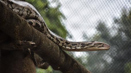 Elegant Python Wreathed in Nature's Embrace wallpaper