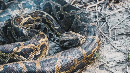 Majestic Python in Nature's Embrace wallpaper