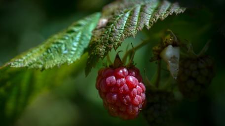 Raspberry Delight in the Wild wallpaper