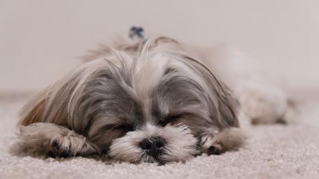 Sleepy Shih Tzu Adorable Dog in Cozy Resting Position wallpaper