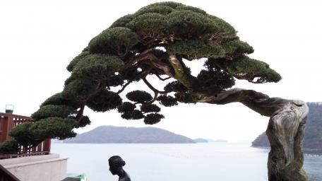 Bonsai Japan wallpaper