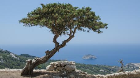 Bonsai at montain wallpaper