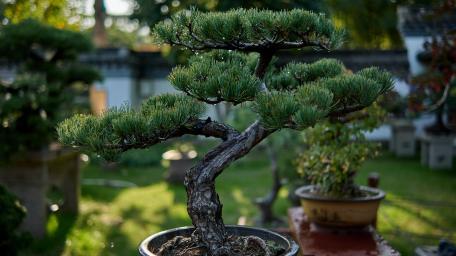 Serenity in Miniature Bonsai Garden wallpaper