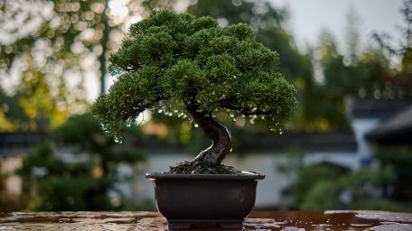 Serenity in Miniature wallpaper
