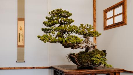 Tranquil Bonsai Elegance wallpaper