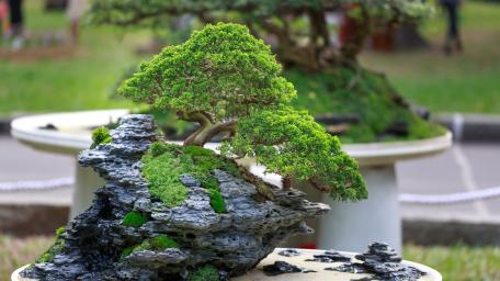 Serenity in Miniature Nature wallpaper