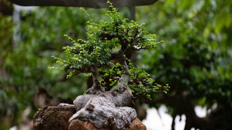 Majestic Miniature Bonsai wallpaper