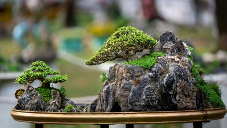 Penjing Bonsai wallpaper