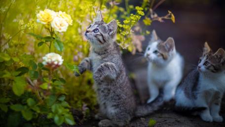 Charming Kittens in a Flower Garden wallpaper