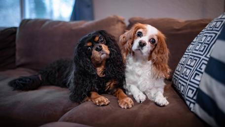 Cavalier King Charles Spaniels Relaxing Together wallpaper