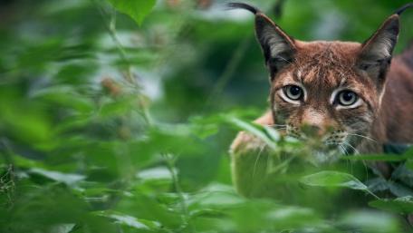 Lynx Peering Through the Greenery wallpaper