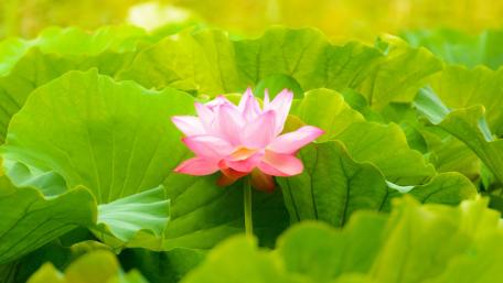 Serenity in Bloom wallpaper
