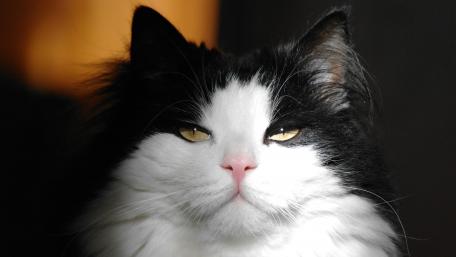 Majestic Feline Gaze wallpaper