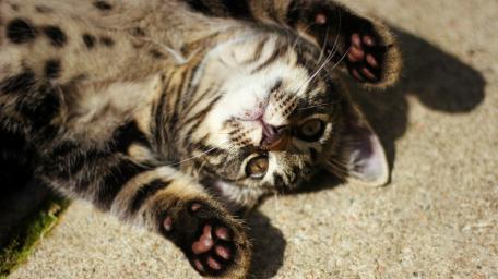 Playful Kitten Basking in the Sunlight wallpaper