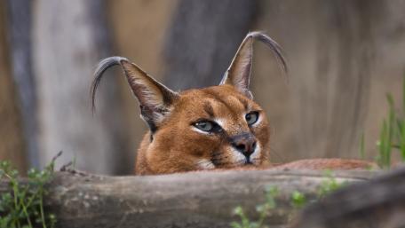 Majestic Caracal in Repose wallpaper