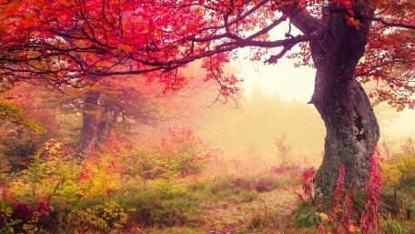 Autumn Whispers Amongst the Trees wallpaper