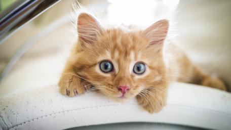 Curious Ginger Kitten Peering Up wallpaper
