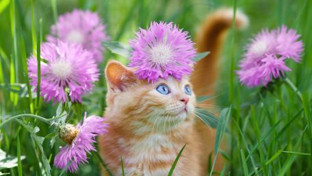 Kitten Amongst the Blooms wallpaper