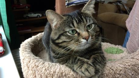 Charming Tabby Cat Relaxing in Cozy Spot wallpaper