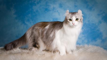 Elegant Feline Grace wallpaper