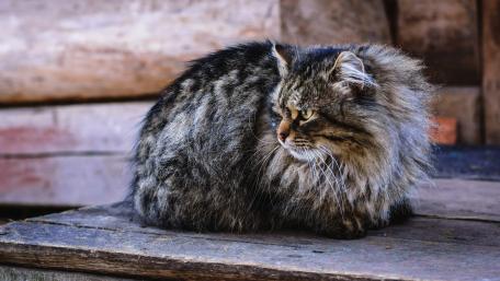 Majestic Feline in Natural Surroundings wallpaper