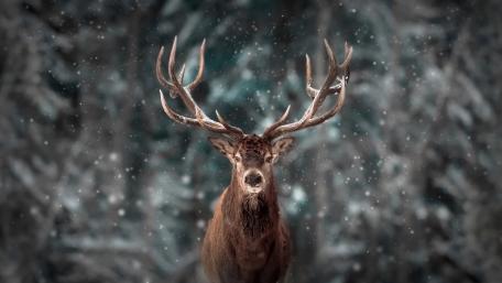 Majestic Stag in Winter Wonderland wallpaper