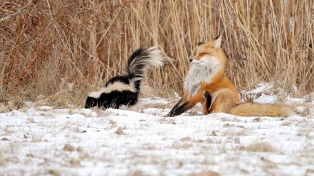 Hmm fox face fart by skunk wallpaper