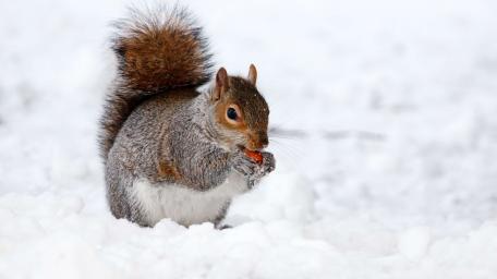 Winter Wonderland with Squirrel Charm wallpaper