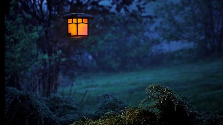 Lantern Glow in Twilight Forest wallpaper