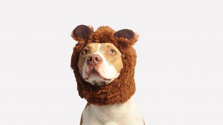 Puppy in a Lion Costume wallpaper