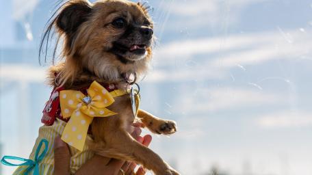 Joyful Dog in Sunlit Bliss wallpaper