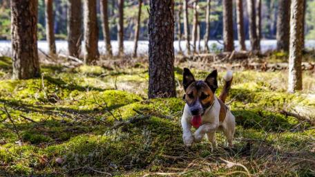 Playful Jack Russell Terrier in a Lush Forest Setting wallpaper