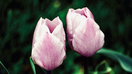 Elegant Twin Tulips in Bloom wallpaper