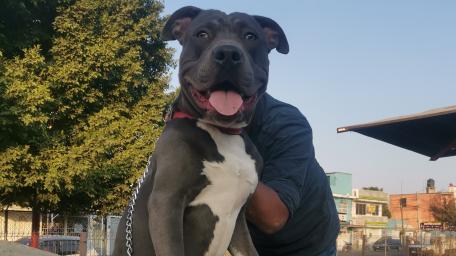 Energetic American Pit Bull Terrier Wallpaper wallpaper