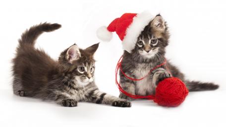 Santa's little fury helpers wallpaper