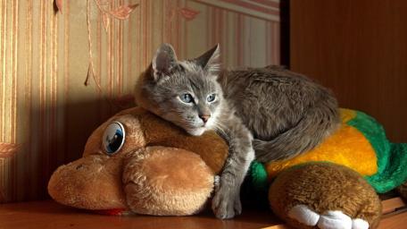 Cozy Cat on Stuffed Turtle Pillow wallpaper